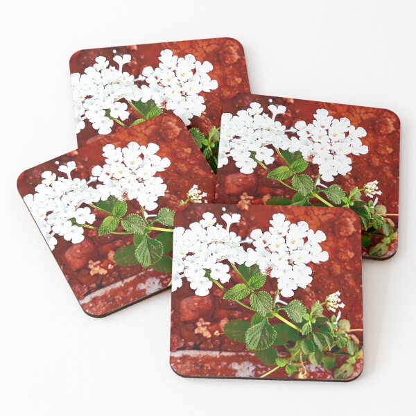 Item preview, White Lantana flowers in my garden designed and sold by my-tree.
