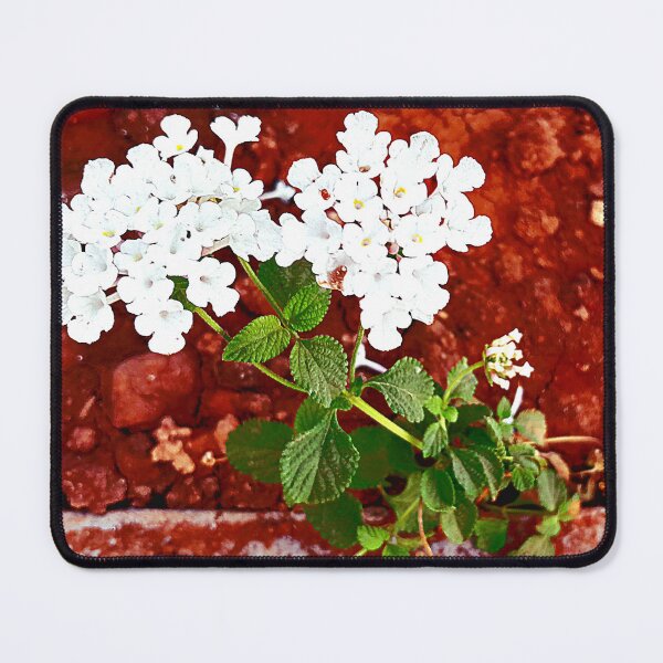 Item preview, White Lantana flowers in my garden designed and sold by my-tree.