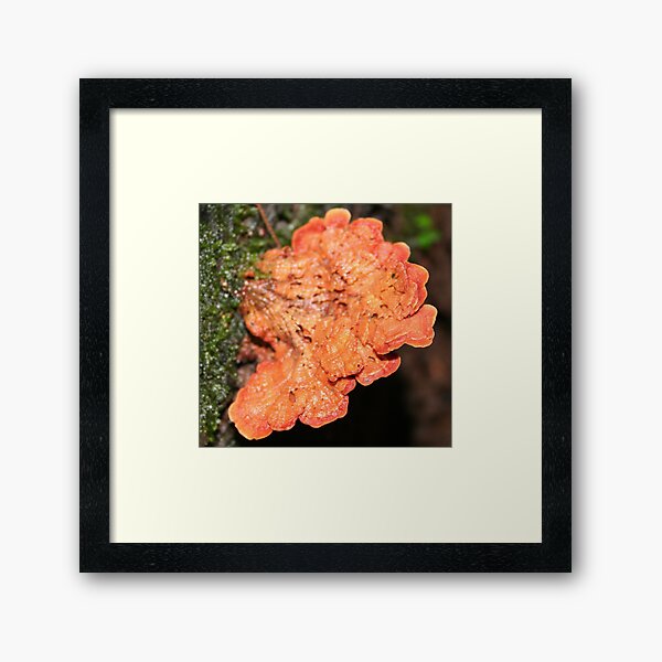 Orange Fungus in the Jungle Framed Art Print