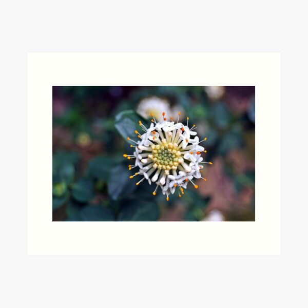 Item preview, Wildflower designed and sold by jessfleming.