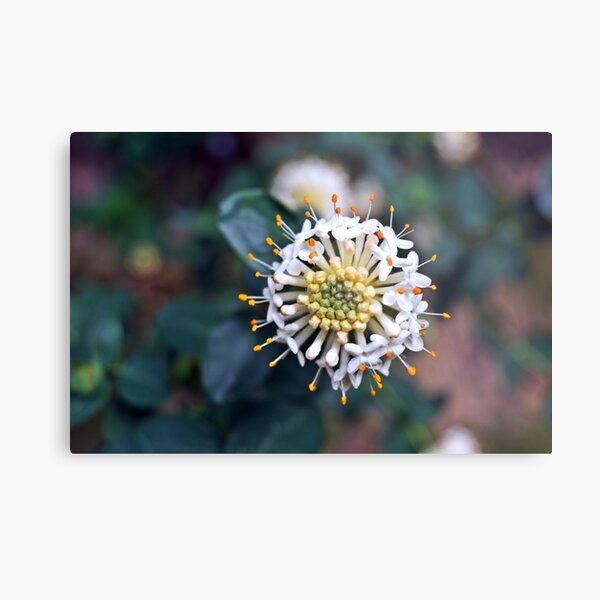Item preview, Wildflower designed and sold by jessfleming.