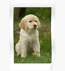 Golden Retriever! Puppy! Poster