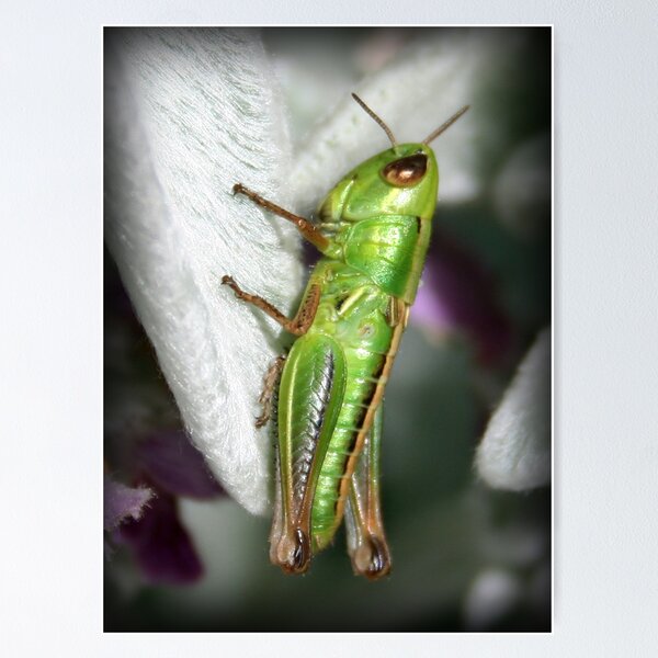 Artikelvorschau, Grasshopper entworfen und verkauft von Bandicoot.