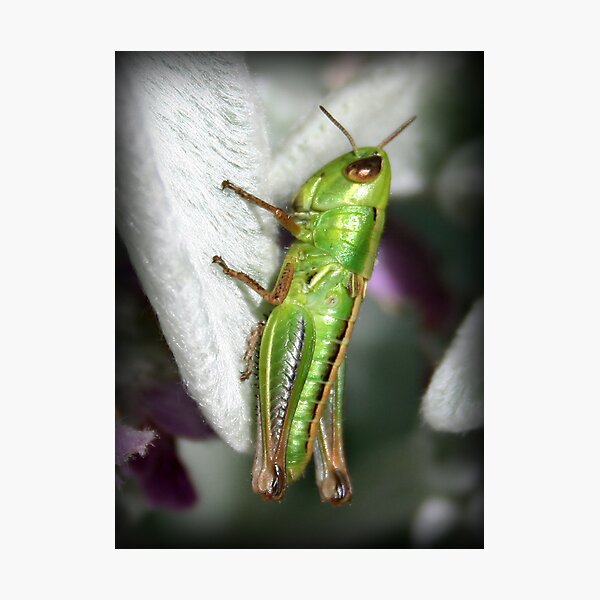 Artikelvorschau, Grasshopper entworfen und verkauft von Bandicoot.