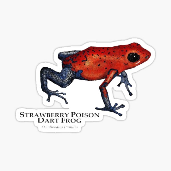 Item preview, STRAWBERRY POISON DART FROG Dendrobates Pumilio designed and sold by Sameart ⭐⭐⭐⭐⭐.