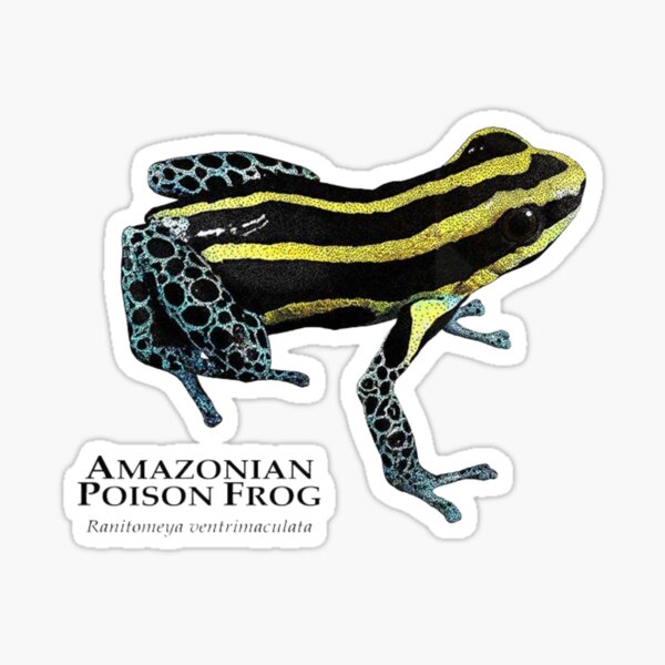 Item preview, AMAZONIAN POISON FROG Ranitomeya ventrimaculata designed and sold by Sameart ⭐⭐⭐⭐⭐.