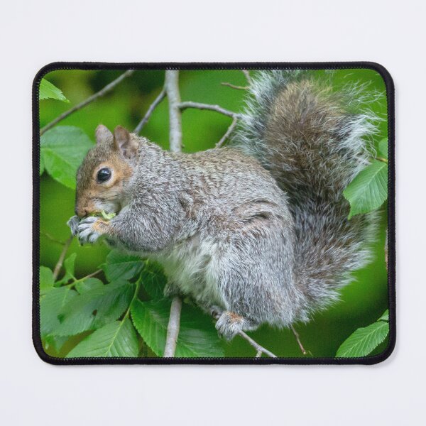 Item preview, Cute Grey Squirrel designed and sold by Dalyndigital Photography.