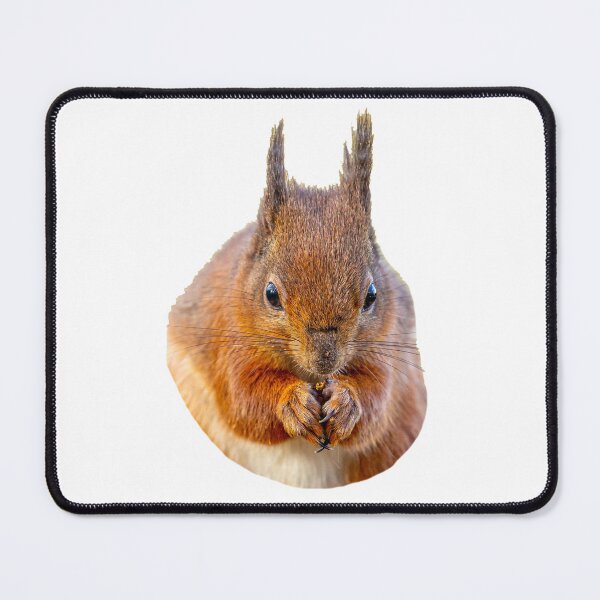 Item preview, Red Squirrel eating nuts designed and sold by Dalyndigital Photography.