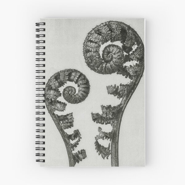 Item preview, Shield Fern Fronds Vintage Botanical Print by Karl Blossfeldt designed and sold by Pretty  Pixel.
