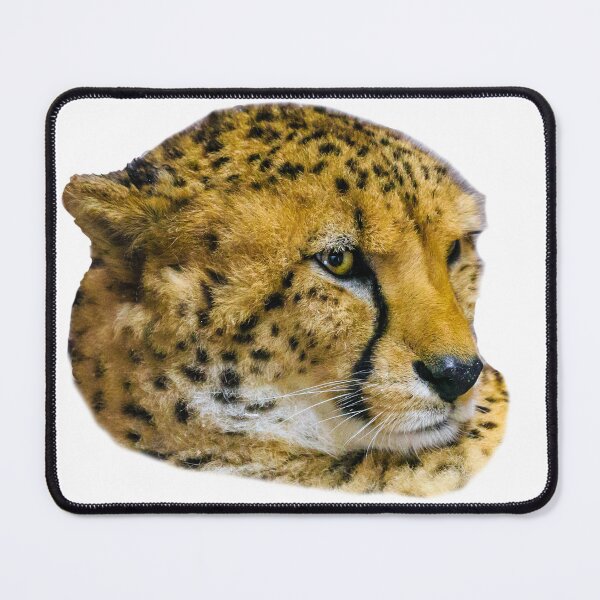 Item preview, Cheetah we are not amused designed and sold by Dalyndigital Photography.