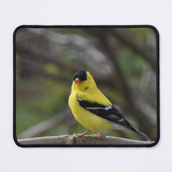 Item preview, A goldfinch in the garden designed and sold by Claude Laprise.
