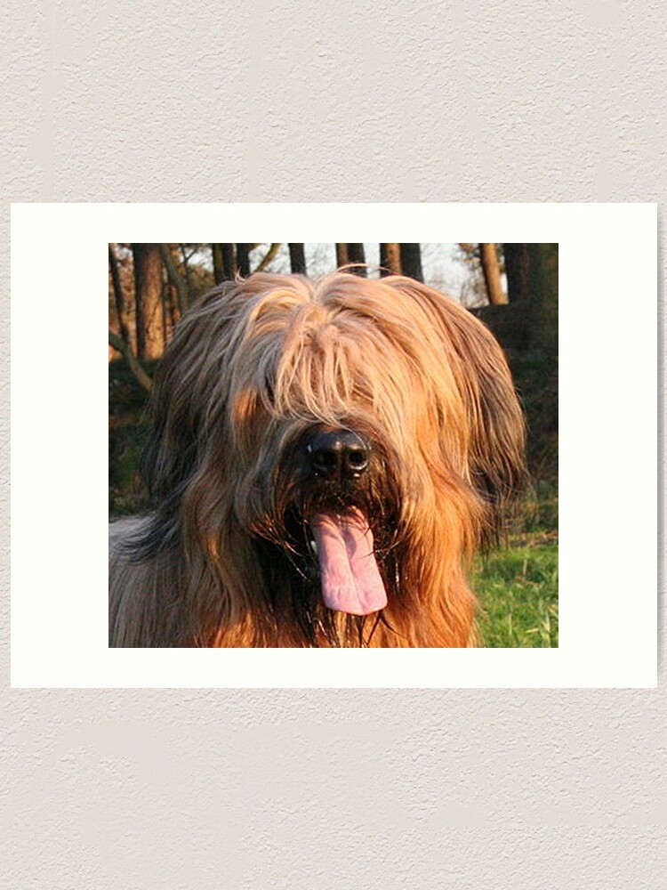 akc briard