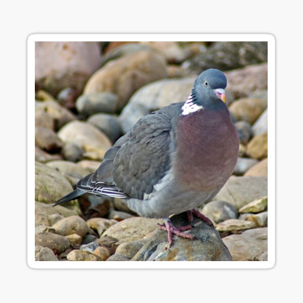 Item preview, Wood Pigeon (pattern) designed and sold by Yampimon.