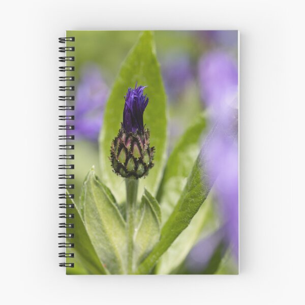 Item preview, Purple mountain knapweed designed and sold by marcrolandscape.