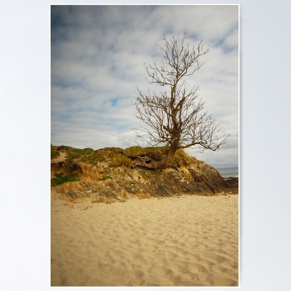 Item preview, Tree on sandy beach county mayo ireland designed and sold by eddiebarronshop.