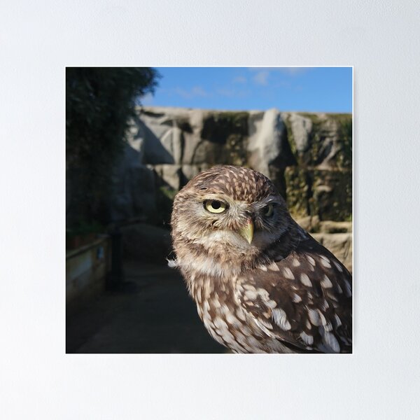 Item preview, Glaring Owl designed and sold by RussD3x.