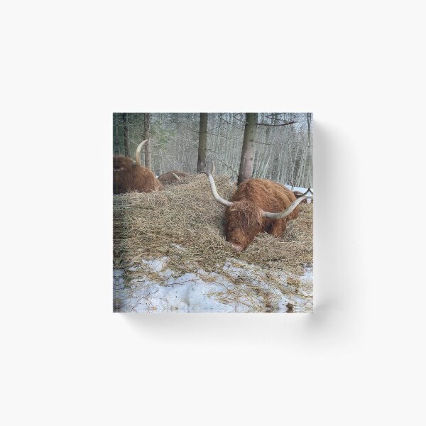 Item preview, Scottish Highland Cattle Cow 4233 designed and sold by SaarelaHighland.