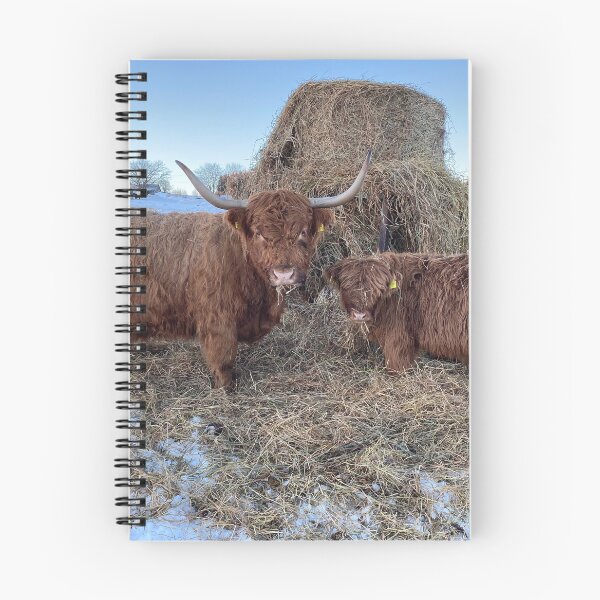 Item preview, Scottish Highland Cattle Cow and calf 4234 designed and sold by SaarelaHighland.
