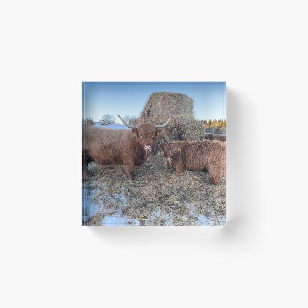 Item preview, Scottish Highland Cattle Cow and calf 4234 designed and sold by SaarelaHighland.