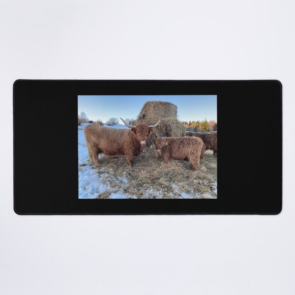 Item preview, Scottish Highland Cattle Cow and calf 4234 designed and sold by SaarelaHighland.