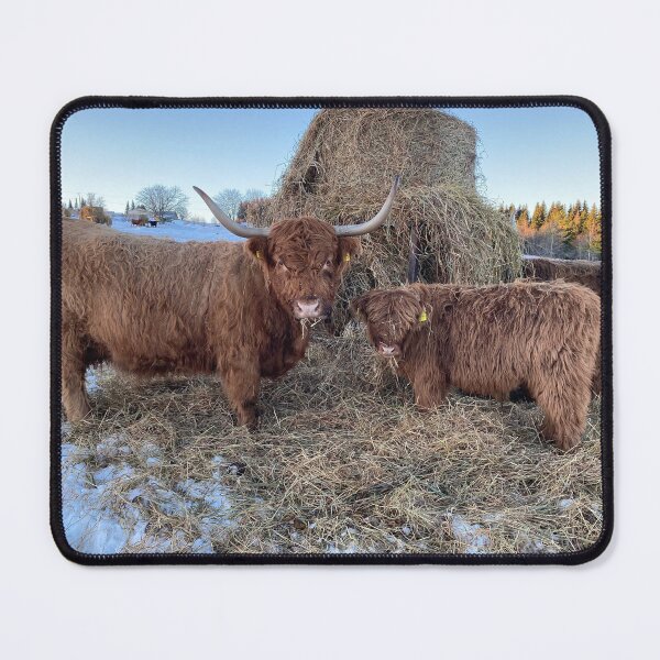 Item preview, Scottish Highland Cattle Cow and calf 4234 designed and sold by SaarelaHighland.