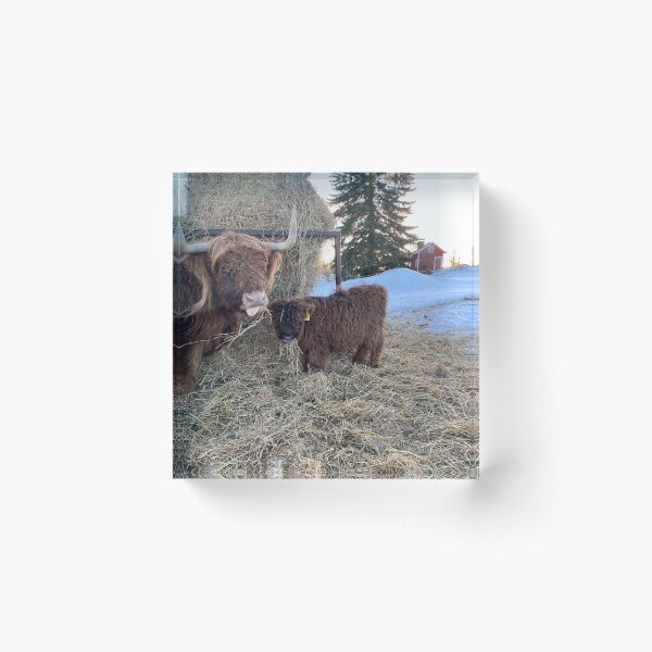 Item preview, Scottish Highland Cattle Cow and calf 4235 designed and sold by SaarelaHighland.