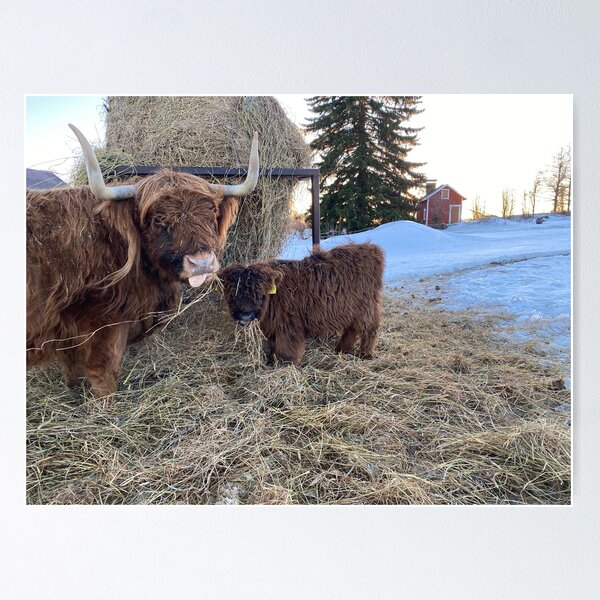 Item preview, Scottish Highland Cattle Cow and calf 4235 designed and sold by SaarelaHighland.