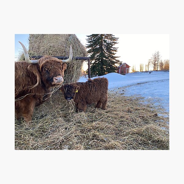 Item preview, Scottish Highland Cattle Cow and calf 4236 designed and sold by SaarelaHighland.