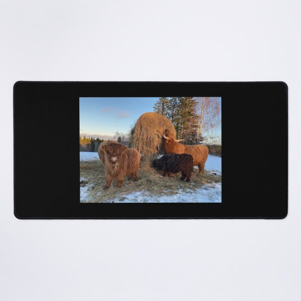 Item preview, Scottish Highland Cattle Calves and cow 4237 designed and sold by SaarelaHighland.