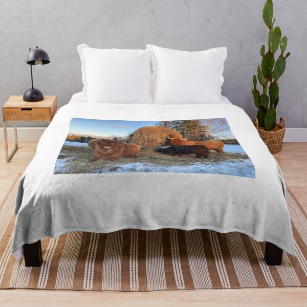 Item preview, Scottish Highland Cattle Calves and cow 4237 designed and sold by SaarelaHighland.