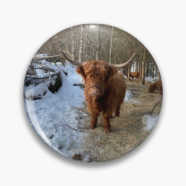 Item preview, Scottish Highland Cattle Cow 4239 designed and sold by SaarelaHighland.