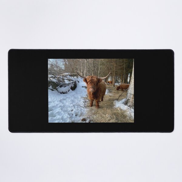 Item preview, Scottish Highland Cattle Cow 4239 designed and sold by SaarelaHighland.
