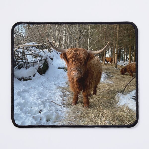Item preview, Scottish Highland Cattle Cow 4239 designed and sold by SaarelaHighland.
