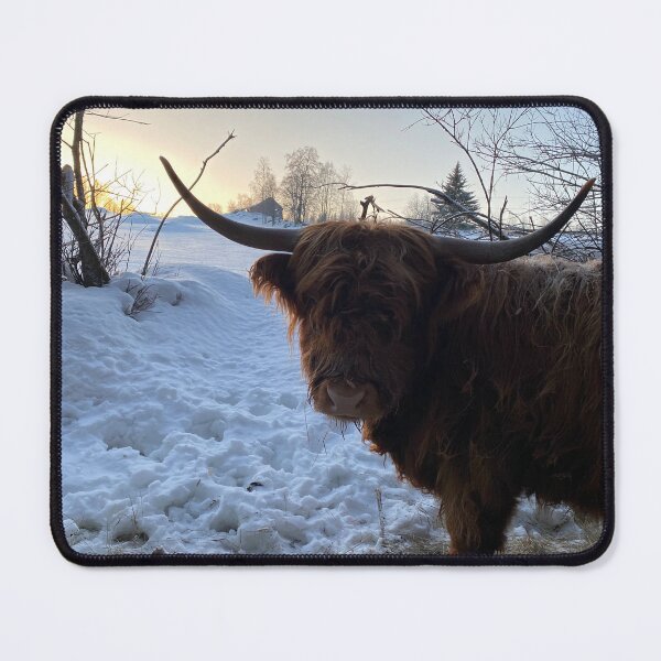 Item preview, Scottish Highland Cattle Cow 4240 designed and sold by SaarelaHighland.