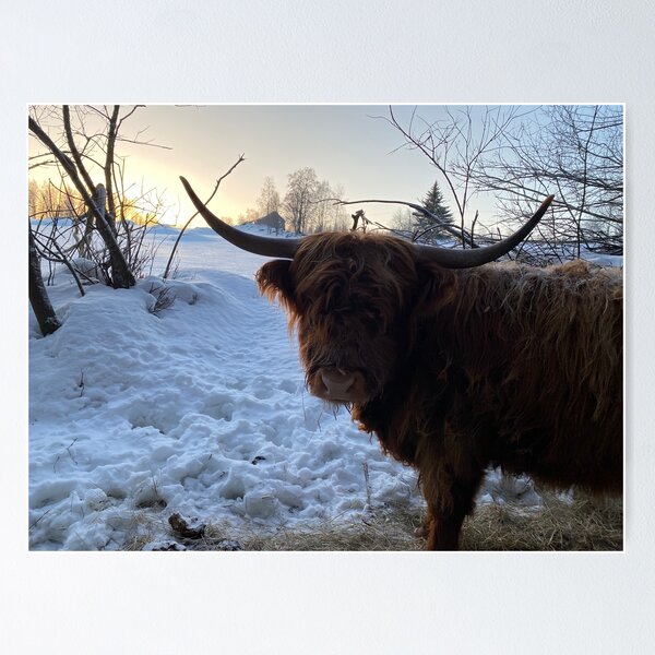 Item preview, Scottish Highland Cattle Cow 4240 designed and sold by SaarelaHighland.
