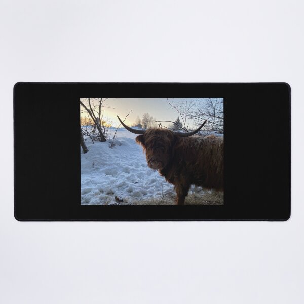 Item preview, Scottish Highland Cattle Cow 4240 designed and sold by SaarelaHighland.