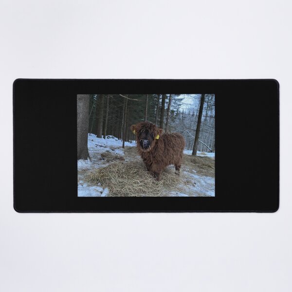 Item preview, Scottish Highland Cattle Calf 4241 designed and sold by SaarelaHighland.