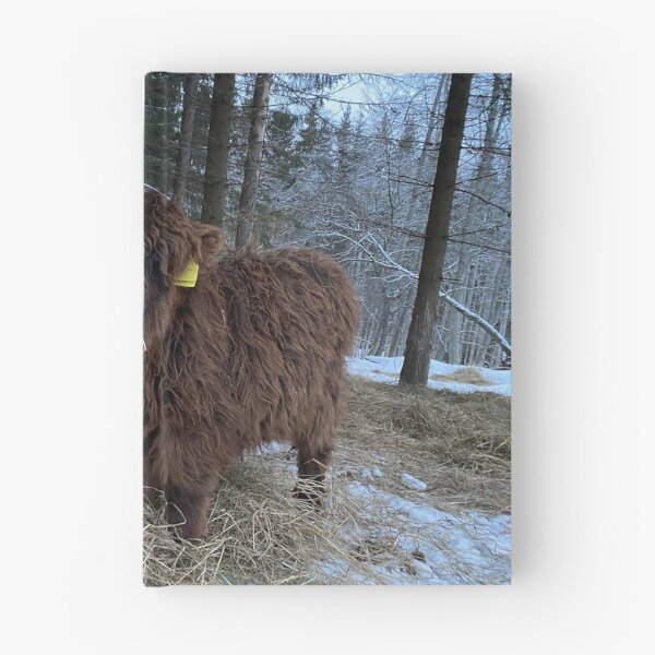 Item preview, Scottish Highland Cattle Calf 4241 designed and sold by SaarelaHighland.