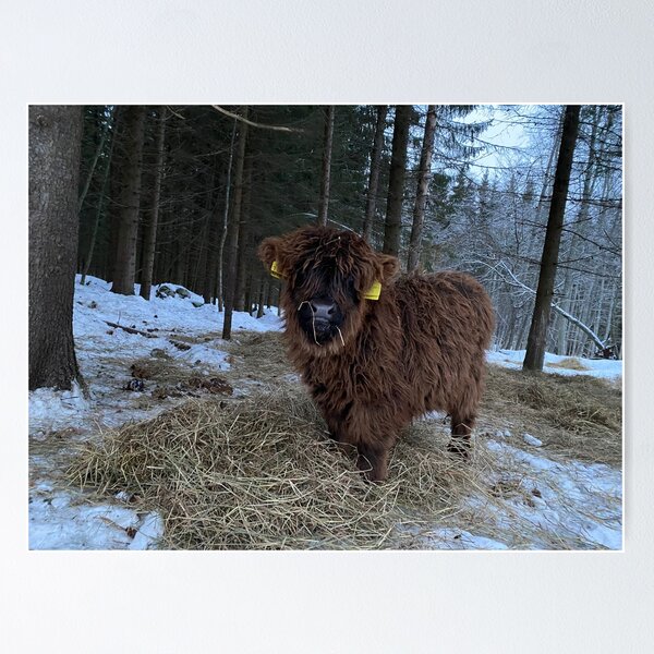 Item preview, Scottish Highland Cattle Calf 4241 designed and sold by SaarelaHighland.