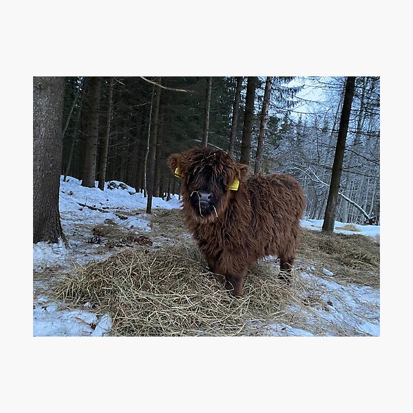 Item preview, Scottish Highland Cattle Calf 4241 designed and sold by SaarelaHighland.