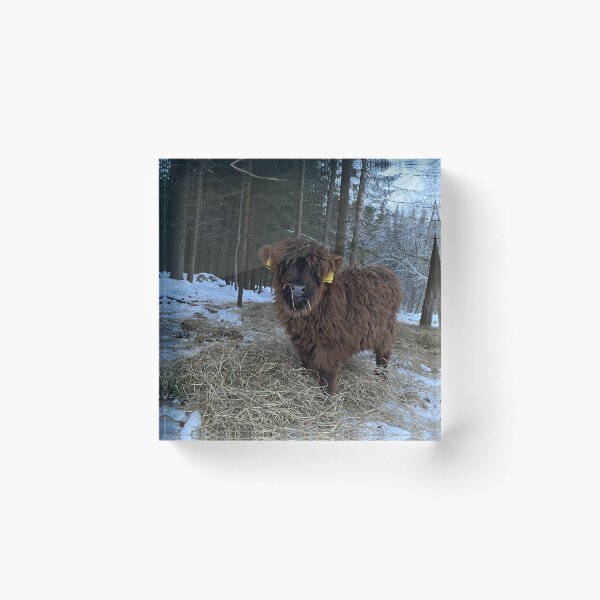 Item preview, Scottish Highland Cattle Calf 4241 designed and sold by SaarelaHighland.
