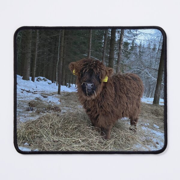 Item preview, Scottish Highland Cattle Calf 4241 designed and sold by SaarelaHighland.