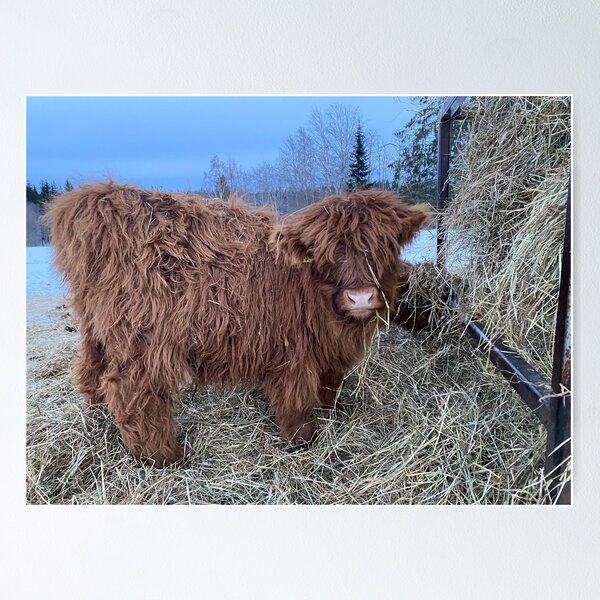 Item preview, Scottish Highland Cattle Calf 4243 designed and sold by SaarelaHighland.