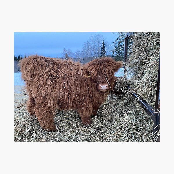 Item preview, Scottish Highland Cattle Calf 4243 designed and sold by SaarelaHighland.