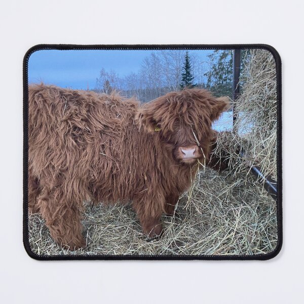 Item preview, Scottish Highland Cattle Calf 4243 designed and sold by SaarelaHighland.