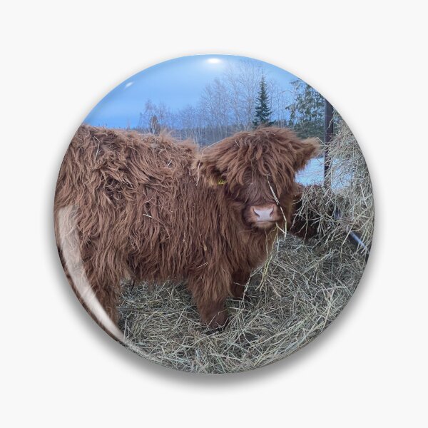 Item preview, Scottish Highland Cattle Calf 4243 designed and sold by SaarelaHighland.