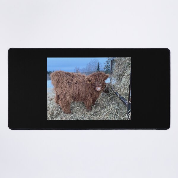 Item preview, Scottish Highland Cattle Calf 4243 designed and sold by SaarelaHighland.