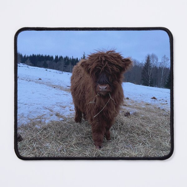Item preview, Scottish Highland Cattle Calf 4244 designed and sold by SaarelaHighland.