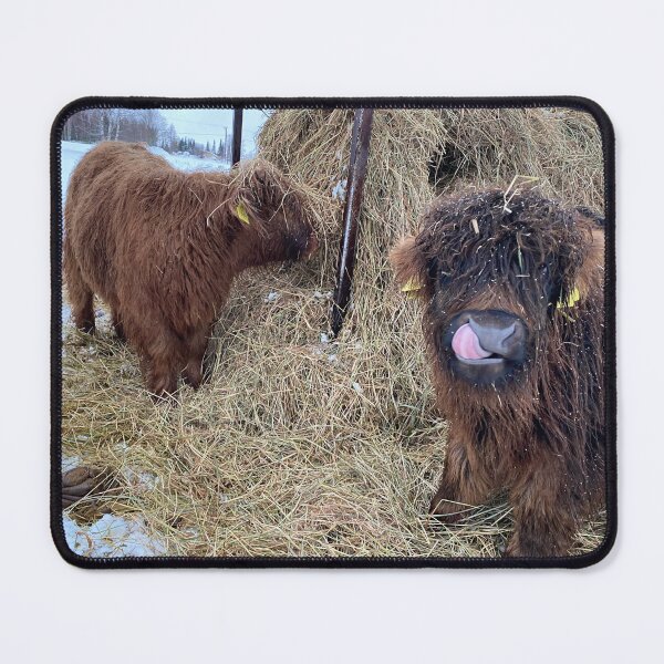 Item preview, Scottish Highland Cattle Calf 4246 designed and sold by SaarelaHighland.