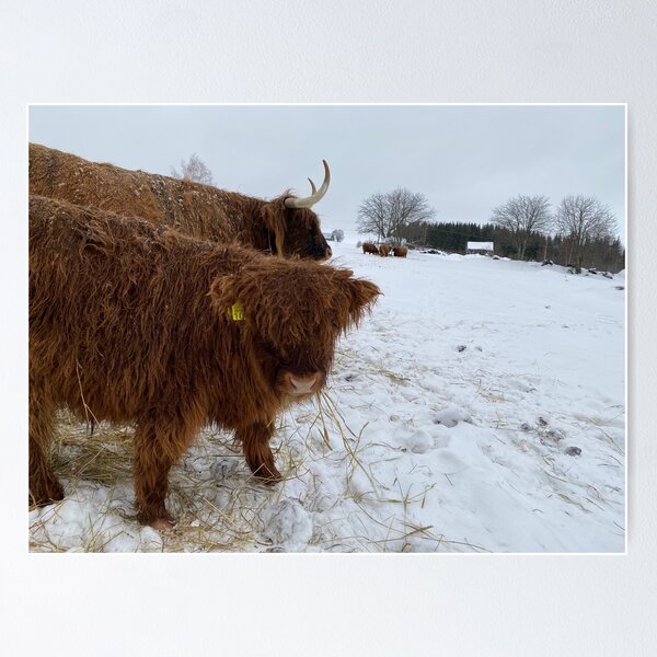 Item preview, Scottish Highland Cattle Calf 4248 designed and sold by SaarelaHighland.